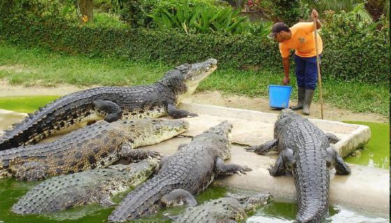 Hotel Royal Safari Читван Экстерьер фото