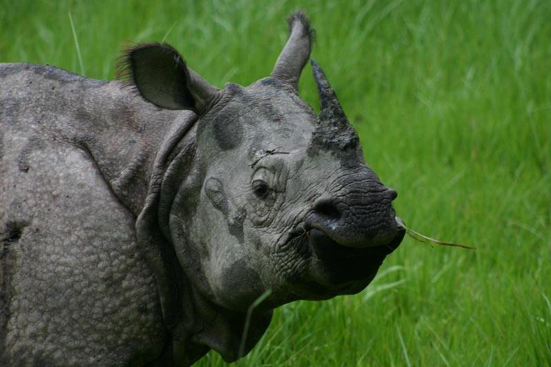 Hotel Royal Safari Читван Экстерьер фото